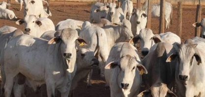 PIB da agropecuária perde ritmo e tem menor alta em três anos