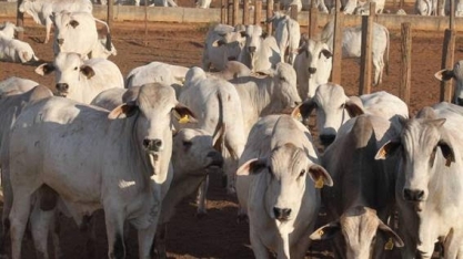 PIB da agropecuária perde ritmo e tem menor alta em três anos