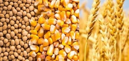 IGC vê safra mundial recorde de grãos em 2020/21