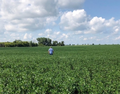 Agroconsult revisa safra de soja para baixo após seca no RS