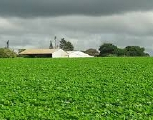 Soja: Mais de 80% da safra 2019/2020 do Centro-Oeste já está contratada 