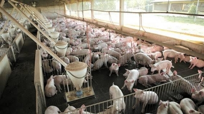 China:Importação de carne suína em março quase triplica na comparação anual