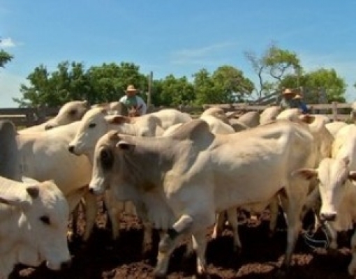 Apesar do coronavírus, cadeia produtiva da carne bovina segue em alta