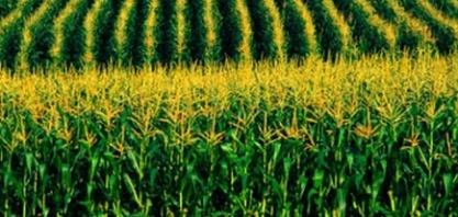 Brasil produzirá 74,7 mi t de milho na 2ª safra 19/20, diz Agroconsult
