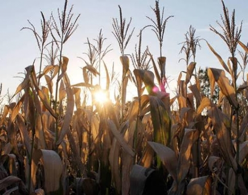 Importação de milho cresce, mas pandemia torna mercado incerto