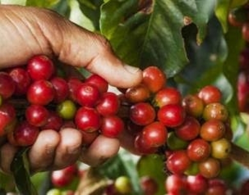 Adiar colheita de café , opção contra vírus e por melhor qualidade 