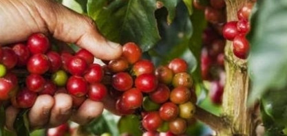 Adiar colheita de café , opção contra vírus e por melhor qualidade 