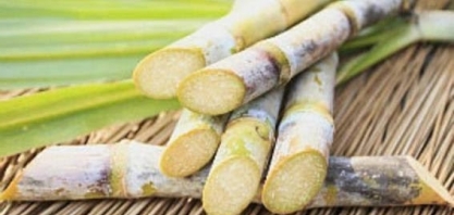 Justiça suspende decreto que permitia plantio de cana-de-açúcar na Amazônia