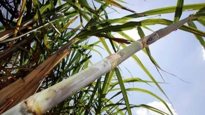 O setor do etanol, outra vítima do coronavírus – Por Celso Ming