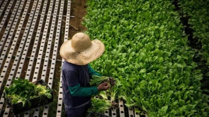SP: Produtor rural destrói toneladas de alimentos no cinturão verde