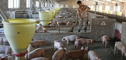 China: Aviões cheios de suínos para reconstruir o maior rebanho do mundo