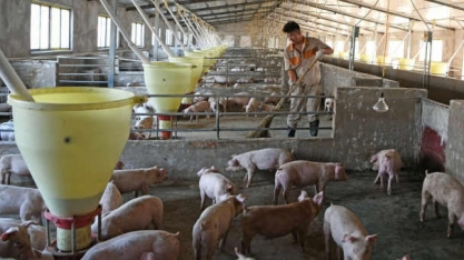China: Aviões cheios de suínos para reconstruir o maior rebanho do mundo