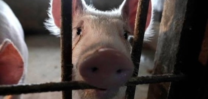 Juntas,peste suína africana e Covid-19 dificultam retomada da suinocultura