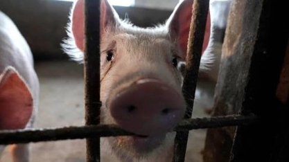 Juntas,peste suína africana e Covid-19 dificultam retomada da suinocultura