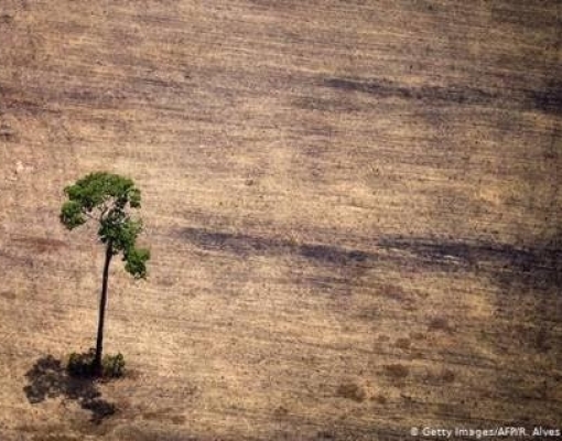 O elo entre desmatamento e epidemias investigado pela ciência
