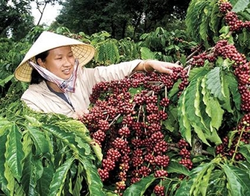 Covid-19 interrompe comércio de café no Vietnã após início do isolamento