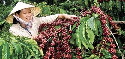 Covid-19 interrompe comércio de café no Vietnã após início do isolamento