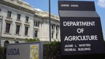 Suínos: EUA discute eutanásia de animais após fechamento de fábricas 