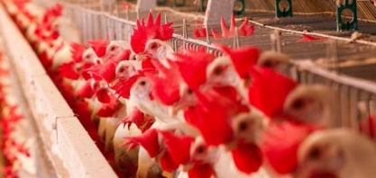 Efeito do coronavírus chega ao campo e derruba preços