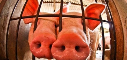 EUA:Oferta de carne suína caiu antes do fechamento de unidades de produção