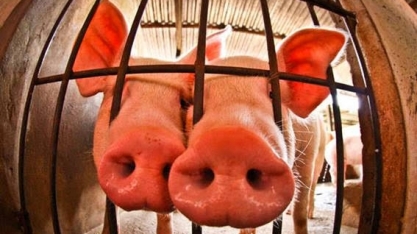 EUA:Oferta de carne suína caiu antes do fechamento de unidades de produção