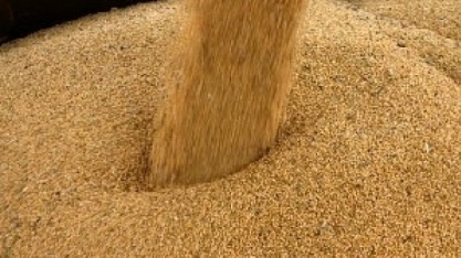 Proposta  para biodiesel afeta produção de farelo de soja