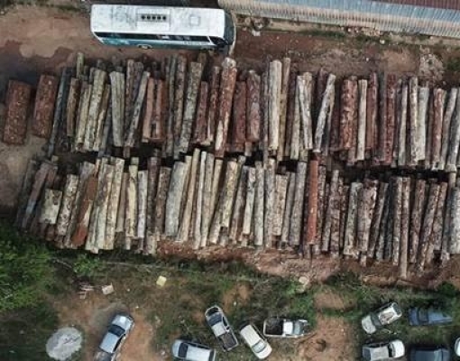 O dilema da madeira da Amazônia