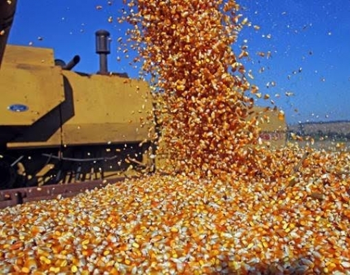 Brasil deve importar mais de 3 mi t de milho até a safrinha 