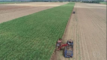 Covid-19: Setor da cana sofre com queda na demanda por combustíveis