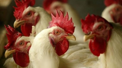 Indústria de frango vê corte na produção por efeito do coronavírus 