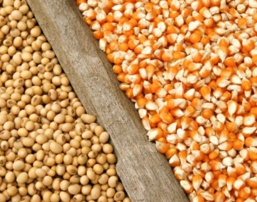 Potencial da 2ª safra de milho pode ser reduzido por clima,dizem analistas 