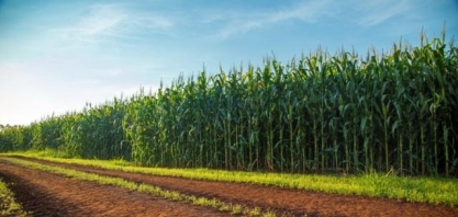 VBP é estimado em R$ 689,97 bilhões para 2020