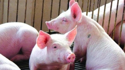 JBS reabre unidade nos EUA apenas para abater porcos,sem produção de carne