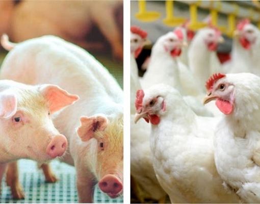 Aves/suínos:Custo de produção sobe 6,4% e 3,5% em abril em relação a março