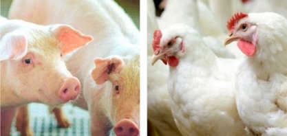 Aves/suínos:Custo de produção sobe 6,4% e 3,5% em abril em relação a março