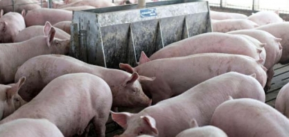 Smithfield inicia reabertura de unidade de suínos nos EUA, diz sindicato