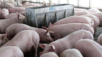 Smithfield inicia reabertura de unidade de suínos nos EUA, diz sindicato