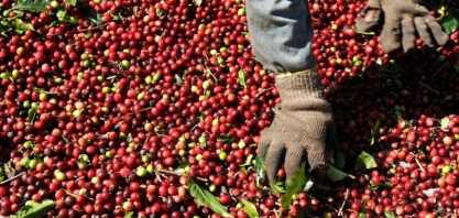 Colheita de café 2020/21 atrasa com restrições por coronavírus
