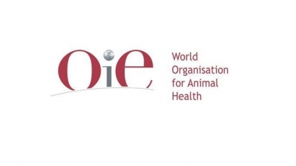 Peste suína africana: OIE notifica 440 novos surtos no mundo