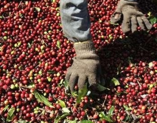Produtores de café arábica veem atrasos e possíveis perdas devido ao coronavírus