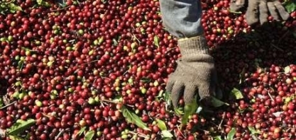 Produtores de café arábica veem atrasos e possíveis perdas devido ao coronavírus