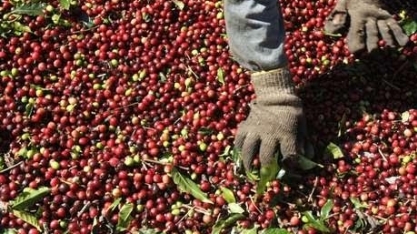 Produtores de café arábica veem atrasos e possíveis perdas devido ao coronavírus