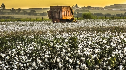 Algodão: Agromensal Cepea abril/2020