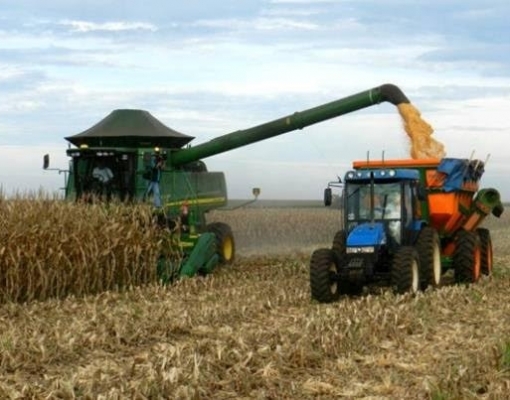 Milho: Agroconsult vê atraso na colheita da 2ª safra; produtividade menor