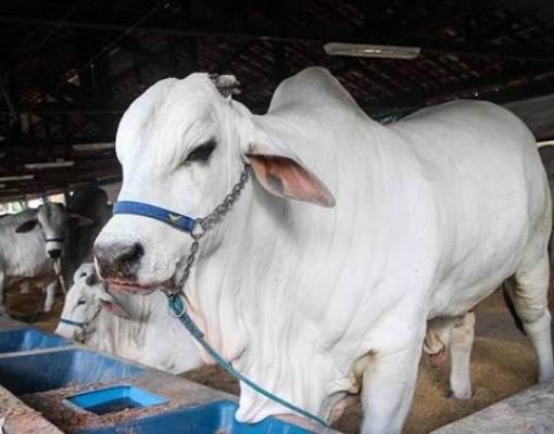 Principal feira pecuária do Brasil é cancelada por coronavírus