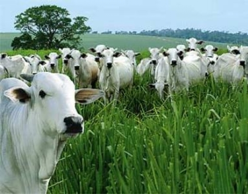 Economia afunda, mas boi mantém alta