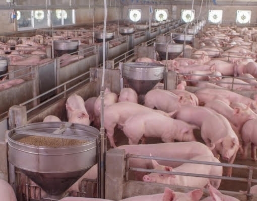 Exportação de carne suína do Brasil avança 19% em abril; receita salta 32%