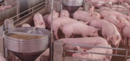 Exportação de carne suína do Brasil avança 19% em abril; receita salta 32%