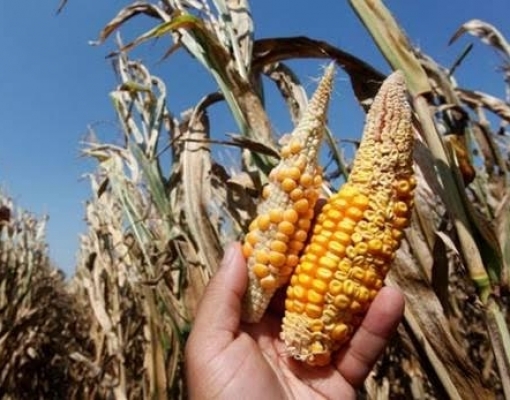 Safras reduz projeção para milho safrinha 2019/20 a 69,5 mi t por seca