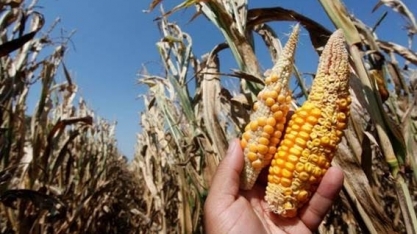 Safras reduz projeção para milho safrinha 2019/20 a 69,5 mi t por seca